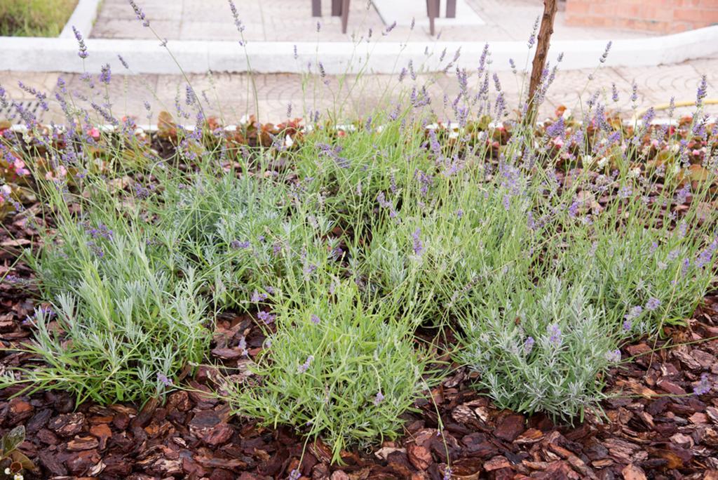 Garden On The Sea Bed and Breakfast Vico Equense Εξωτερικό φωτογραφία